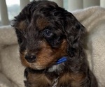 Puppy Puppy 1 Goldendoodle (Miniature)