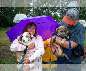 Sparrow- hound/lab puppy - Male Labrador Retriever-Unknown Mix Dog for Adoption - Photo #6