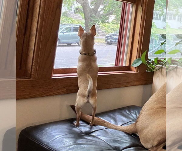 Medium Photo #4 Chihuahua-Unknown Mix Puppy For Sale in Brooklyn Center, MN, USA