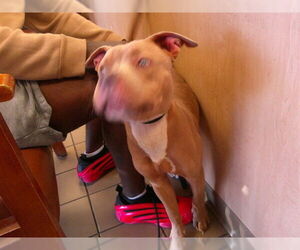 American Pit Bull Terrier-Unknown Mix Dogs for adoption in Ocala, FL, USA