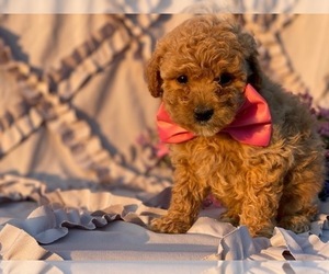 Poodle (Miniature) Puppy for sale in LANCASTER, PA, USA