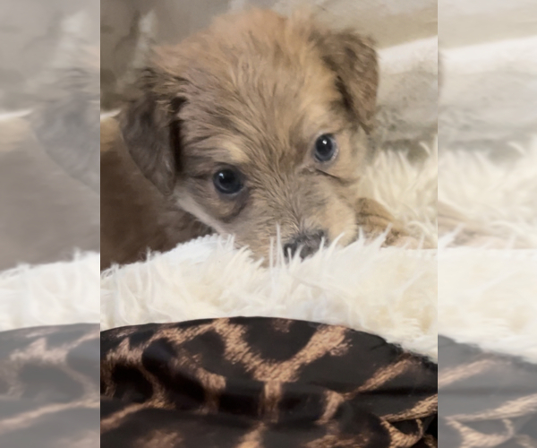 Medium Photo #1 Chorkie Puppy For Sale in CINCINNATI, OH, USA