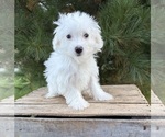 Enzo - Male Maltese Puppy for Sale - Photo #5
