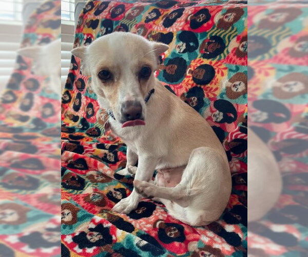 Medium Photo #7 Chihuahua-Unknown Mix Puppy For Sale in San Diego, CA, USA
