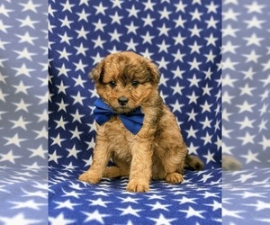 Pom-A-Poo Puppy for sale in OXFORD, PA, USA