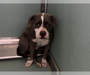 American Pit Bull Terrier-Unknown Mix Dogs for adoption in Moreno Valley, CA, USA
