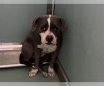 Small American Pit Bull Terrier Mix