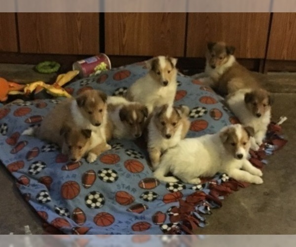 Medium Photo #2 Collie Puppy For Sale in CHISAGO CITY, MN, USA