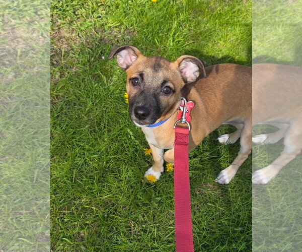 Medium Photo #7 Chihuahua-Unknown Mix Puppy For Sale in Grafton, WI, USA