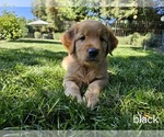 Puppy Black Golden Retriever