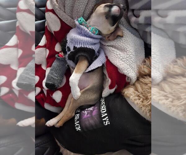 Medium Photo #3 Chihuahua-Unknown Mix Puppy For Sale in San Antonio, TX, USA