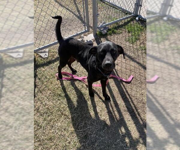 Medium Photo #2 Labrador Retriever-Unknown Mix Puppy For Sale in Corpus Christi, TX, USA