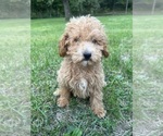 Small #6 Poodle (Miniature)