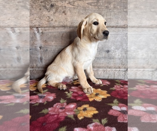 Medium Photo #11 Labrador Retriever Puppy For Sale in VERMONTVILLE, MI, USA