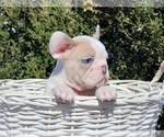 Small Photo #8 French Bulldog Puppy For Sale in CLINTON, NJ, USA