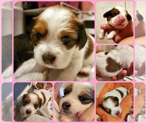 Cavalier King Charles Spaniel-Miniature Australian Shepherd Mix Puppy for sale in TARPON SPGS, FL, USA