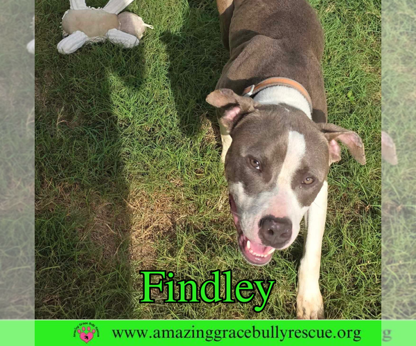 Medium Photo #7 American Bulldog-Unknown Mix Puppy For Sale in Pensacola, FL, USA