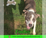 Small #6 American Bulldog Mix