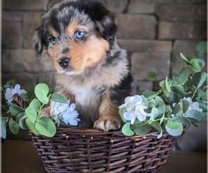 Aussie-Corgi Puppy for sale in SPENCER, TN, USA