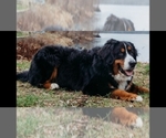 Small Photo #4 Bernese Mountain Dog Puppy For Sale in MANCHESTER, MI, USA