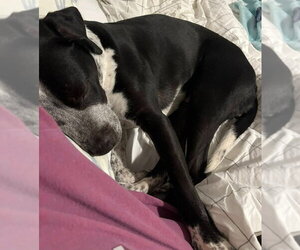 Cosma - Female Pointer-Unknown Mix Dog for Adoption - Photo #15