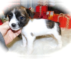 Bea-Tzu-Jack Russell Terrier Mix Puppy for sale in HAMMOND, IN, USA