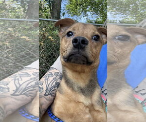 Chihuahua-Unknown Mix Dogs for adoption in Westwood, NJ, USA