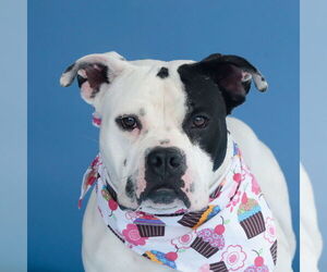 Medium Boxer-Staffordshire Bull Terrier Mix
