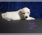 Small Photo #12 Golden Retriever Puppy For Sale in ROMULUS, MI, USA