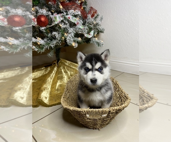 Medium Photo #1 Alaskan Husky Puppy For Sale in MADISON, CA, USA