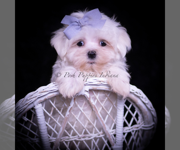 Medium Photo #1 Maltese Puppy For Sale in WARSAW, IN, USA