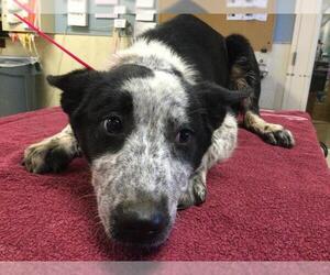 Texas Heeler Dogs for adoption in Riverside, CA, USA
