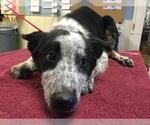 Small Texas Heeler