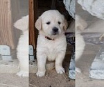 Small Photo #3 Golden Retriever Puppy For Sale in BENNETT, CO, USA