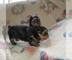 Yorkshire Terrier Puppy for Sale in DEL VALLE, Texas USA