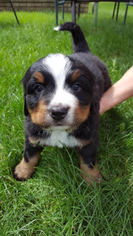 Bernese Mountain Dog Puppy for sale in OSSEO, MN, USA