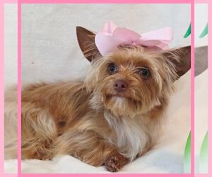Yorkshire Terrier Puppy for sale in TAYLOR, TX, USA
