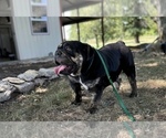 Small Photo #1 English Bulldog Puppy For Sale in OOLOGAH, OK, USA