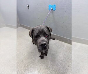 Mutt Dogs for adoption in Las Vegas, NV, USA