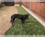 Small #2 Labrador Retriever Mix