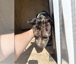 Small Mutt