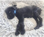 Small Photo #3 Mutt Puppy For Sale in Corona, CA, USA