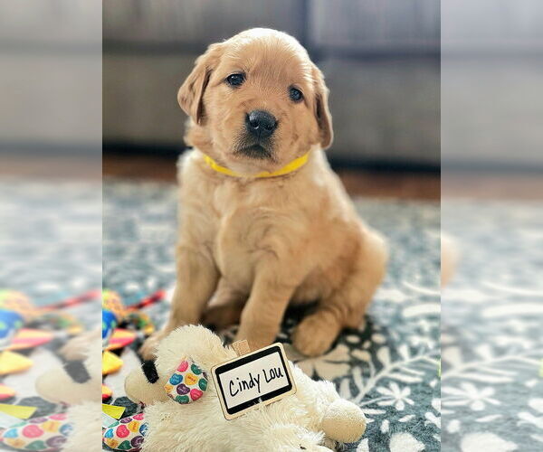 Medium Photo #23 Golden Retriever Puppy For Sale in WASECA, MN, USA