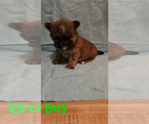 Mal-Shi Puppy for sale in PARSONS, KS, USA