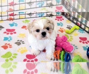 Shih Tzu Puppy for sale in ORO VALLEY, AZ, USA