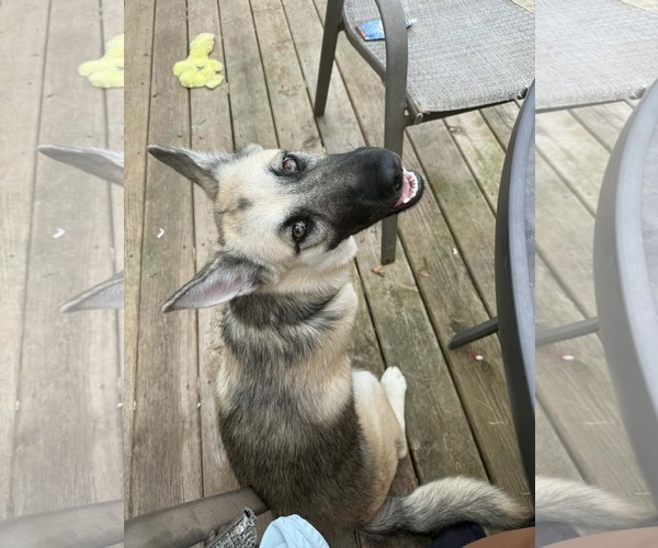 Medium Photo #5 Alaskan Malamute-German Shepherd Dog Mix Puppy For Sale in Clinton , MI, USA