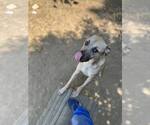 Small #1 Labrador Retriever-Mountain Cur Mix