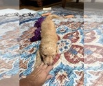 Small Photo #96 Aussiedoodle Puppy For Sale in ASHEVILLE, NC, USA