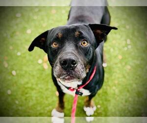 Mutt Dogs for adoption in Orlando, FL, USA