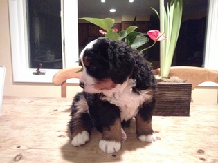 Bernese Mountain Dog Puppy for sale in REDDING, CT, USA